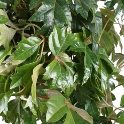 Woningerd Cissus 'Ellen Danica' avec pot suspendu en plastique - Plante suspendue - Cascade verte immédiate