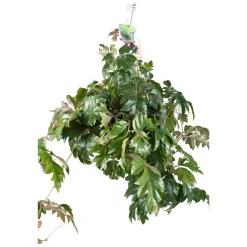 Woningerd Cissus 'Ellen Danica' avec pot suspendu en plastique - Plante suspendue - Cascade verte immédiate