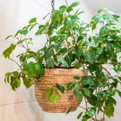 Woningerd Cissus 'Ellen Danica' avec pot suspendu en plastique - Plante suspendue - Cascade verte immédiate