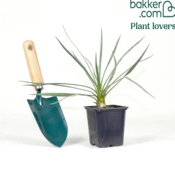 Yucca bleu - Effet désert chic garanti