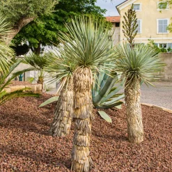 Yucca bleu - Effet désert chic garanti