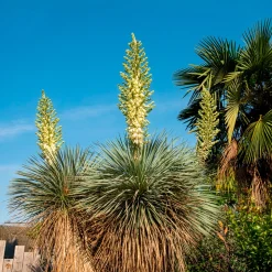 Yucca bleu - Effet désert chic garanti
