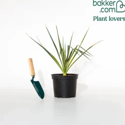 Yucca panaché - L'exotisme sans effort