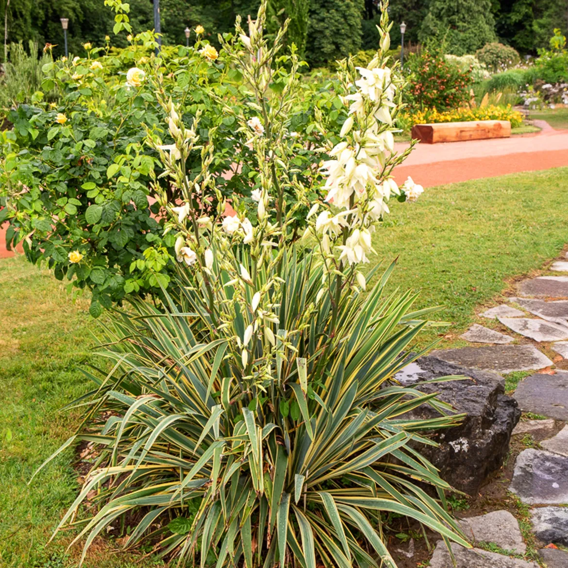 Yucca panaché - L'exotisme sans effort