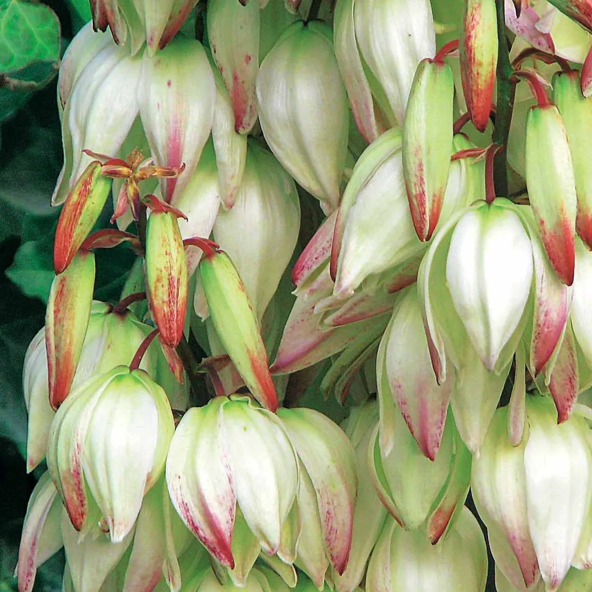 Yucca panaché - L'exotisme sans effort