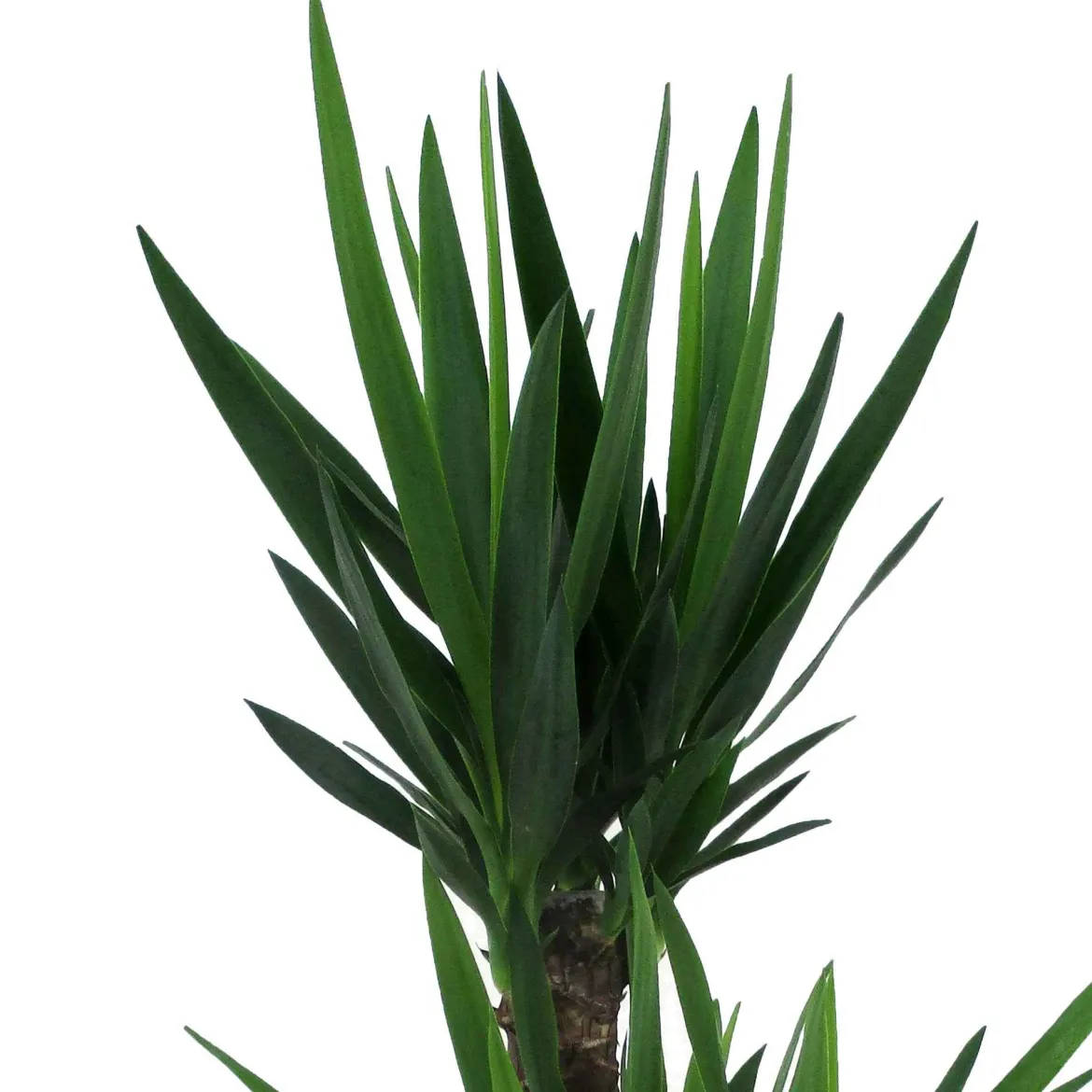 Yucca Yucca elephantipes XL 2 troncs - Le look palmier sans effort