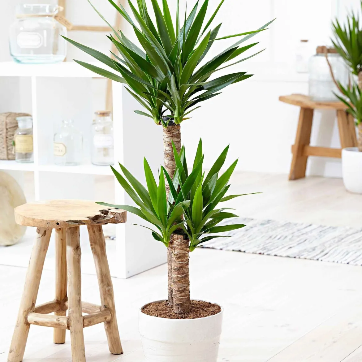 Yucca Yucca elephantipes XL 2 troncs - Le look palmier sans effort