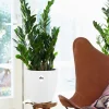 Zamioculcas + cache pot blanc 16 cm. - Feuilles brillantes, croissance lente