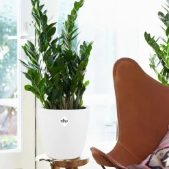 Zamioculcas + cache pot blanc 16 cm. - Feuilles brillantes, croissance lente