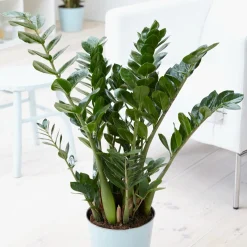 Zamioculcas - Le vert qui pardonne tout