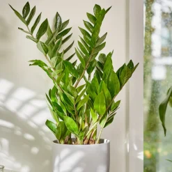Zamioculcas - Le vert qui pardonne tout