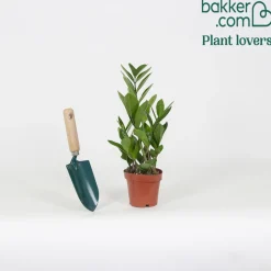 Zamioculcas - Le vert qui pardonne tout