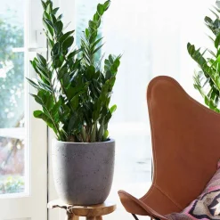 Zamioculcas - Le vert qui pardonne tout