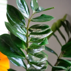 Zamioculcas - Le vert qui pardonne tout