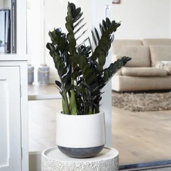 Zamioculcas Raven - Le noir qui fait tout