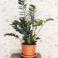 Zamioculcas Raven - Le noir qui fait tout