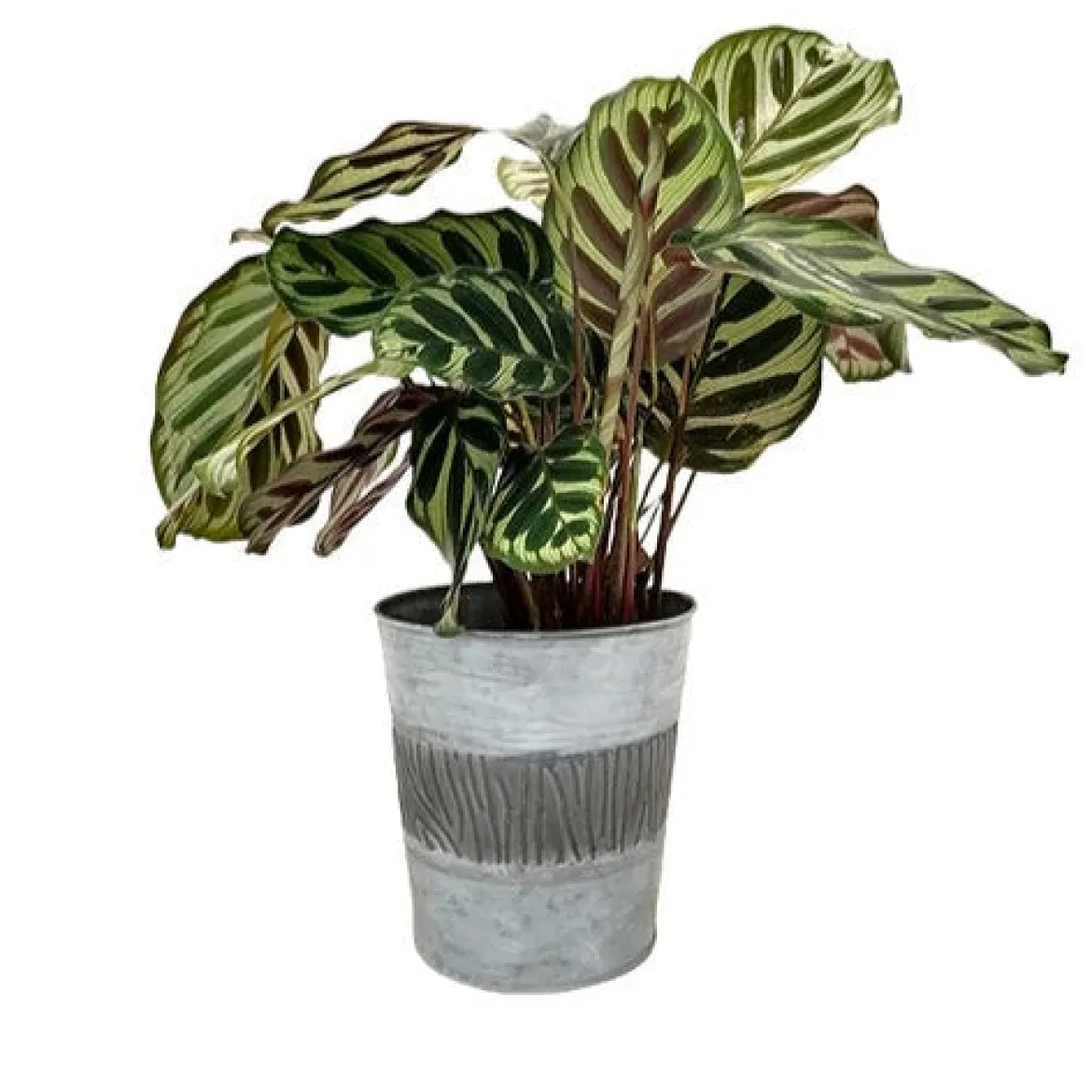 Zinc Bucket - Le style déco qui range tout