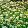 Zinnia Double Blanc - Des bouquets blancs tout l'été