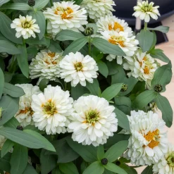 Zinnia Double Blanc - Des bouquets blancs tout l'été
