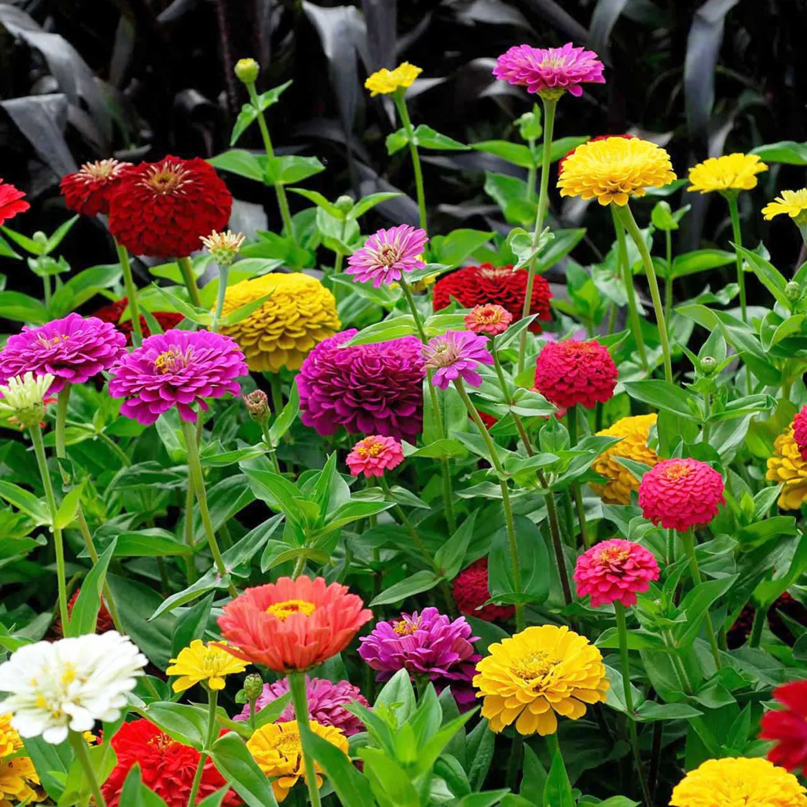 Zinnia à fleurs de dahlia en mélange - Des bouquets tout l'été