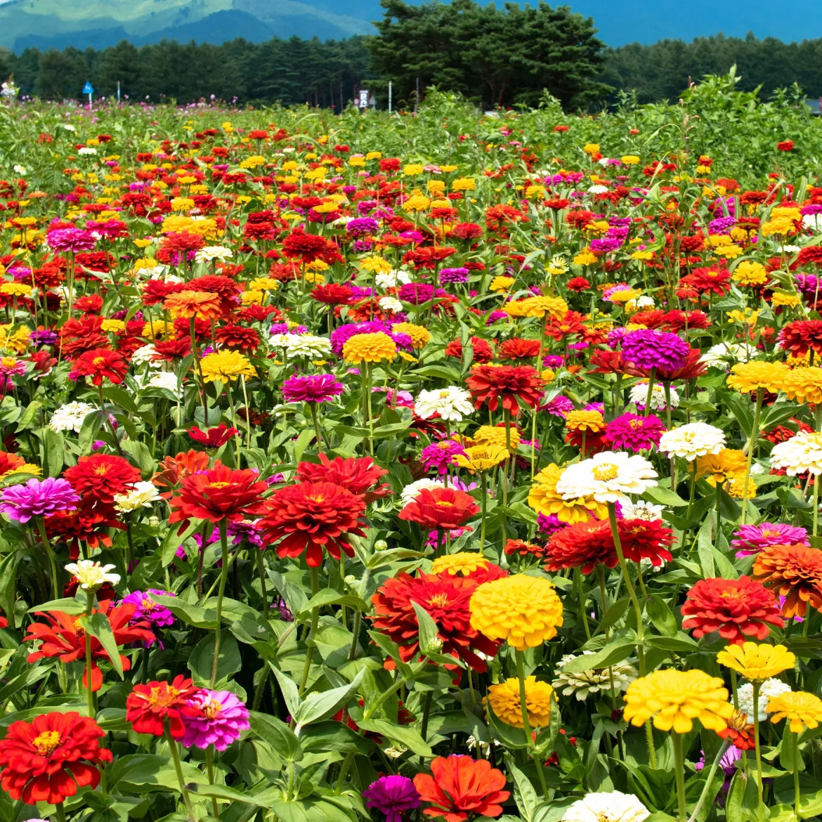 Zinnia à fleurs de dahlia en mélange - Des bouquets tout l'été