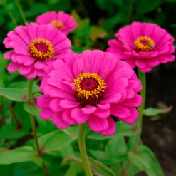 Zinnia fuchsia - Un été rose vif sans effort