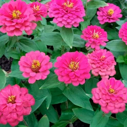 Zinnia fuchsia - Un été rose vif sans effort