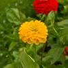 Zinnia jaune - Un été jaune sans effort
