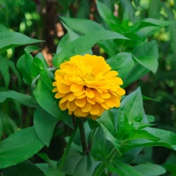 Zinnia jaune - Un été jaune sans effort