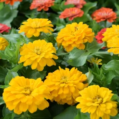 Zinnia jaune - Un été jaune sans effort
