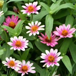 Zinnia élégant à fleurs doubles Caroussel en mélange - Massif coloré tout l'été