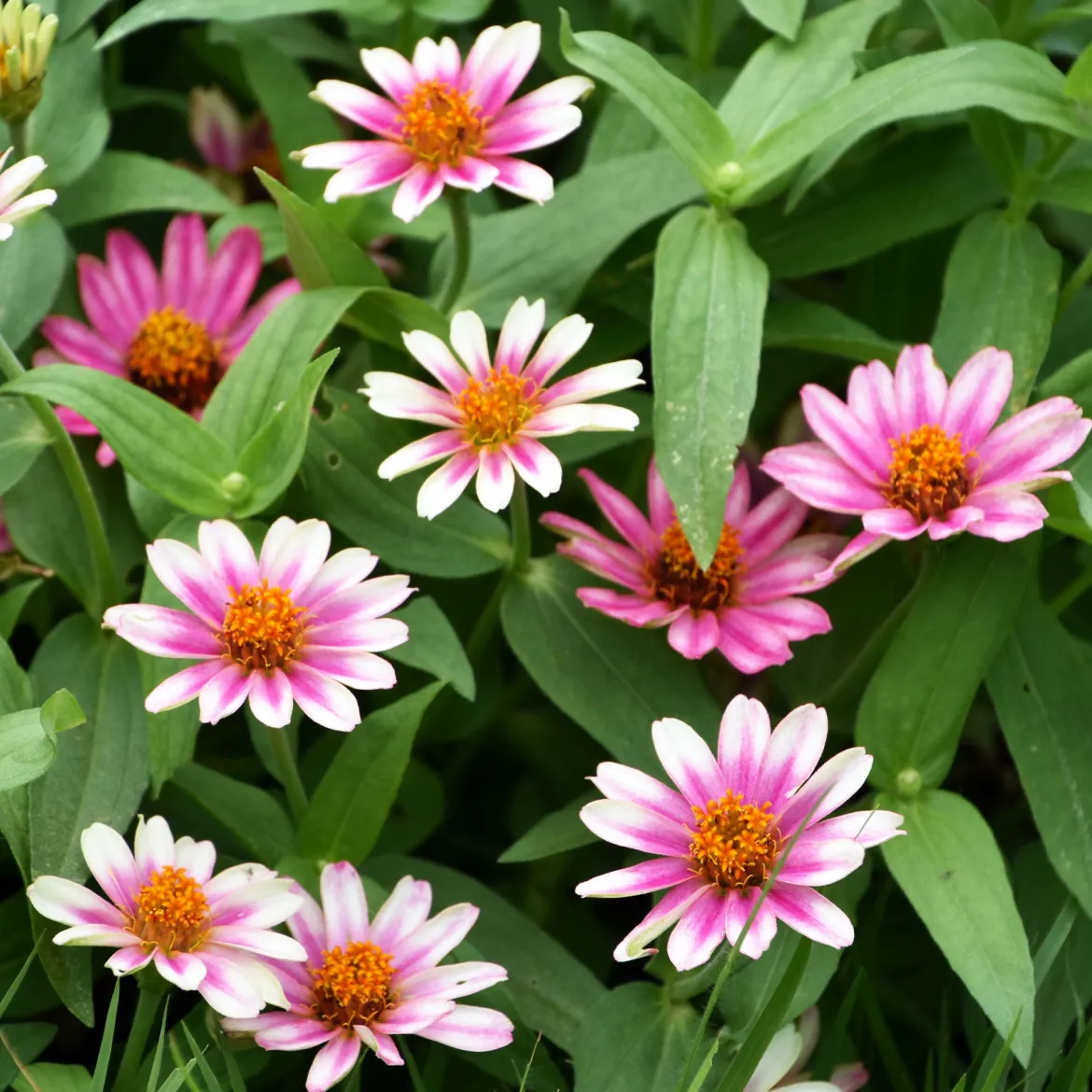 Zinnia élégant à fleurs doubles Caroussel en mélange - Massif coloré tout l'été
