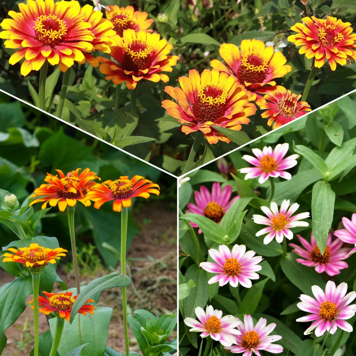 Zinnia élégant à fleurs doubles Caroussel en mélange - Massif coloré tout l'été