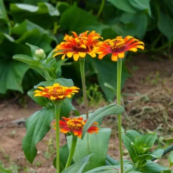 Zinnia élégant à fleurs doubles Caroussel en mélange - Massif coloré tout l'été