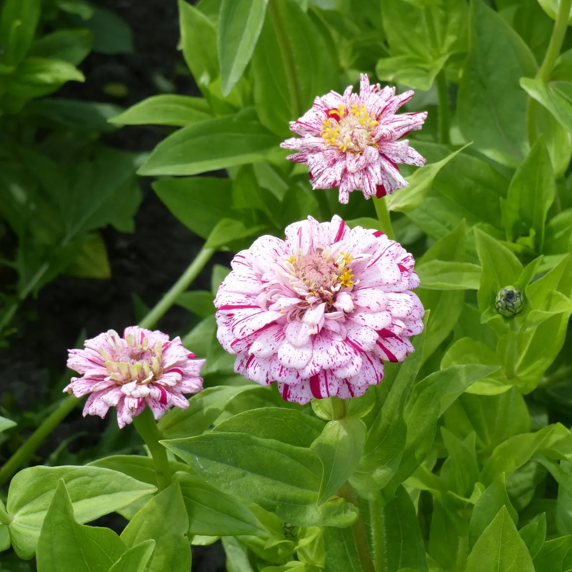 Zinnia Peppermint stick en mélange - Des fleurs bicolores tout l'été