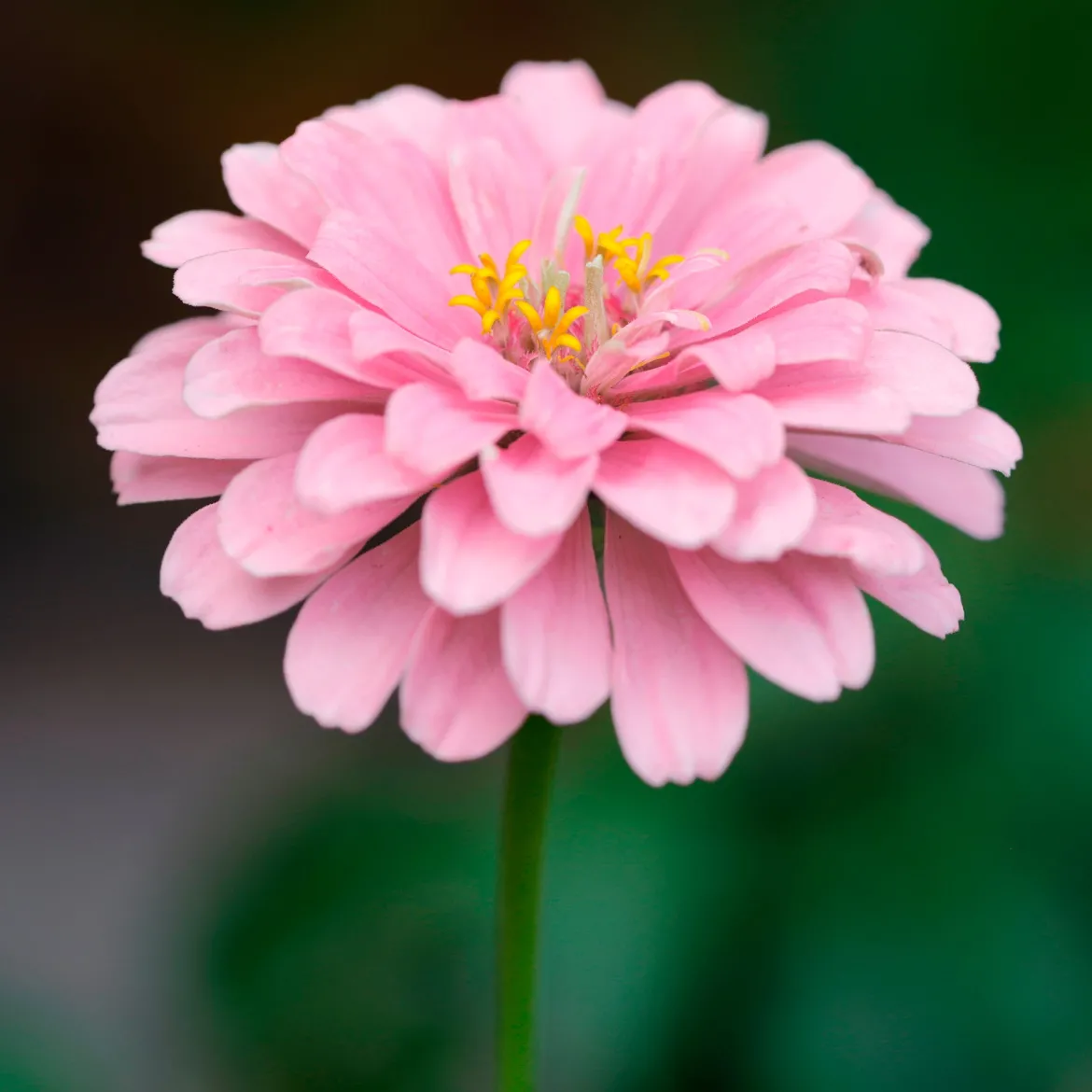 Zinnia rose - Un été rose sans effort
