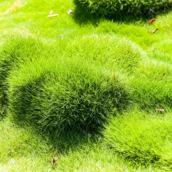 Zoysia tenuifolia - Gazon des Mascareignes - Un tapis vert sans tonte