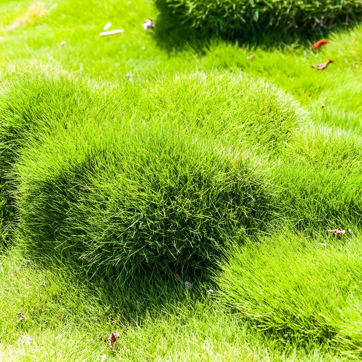 Zoysia tenuifolia - Gazon des Mascareignes - Un tapis vert sans tonte