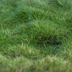 Zoysia tenuifolia - Gazon des Mascareignes - Un tapis vert sans tonte