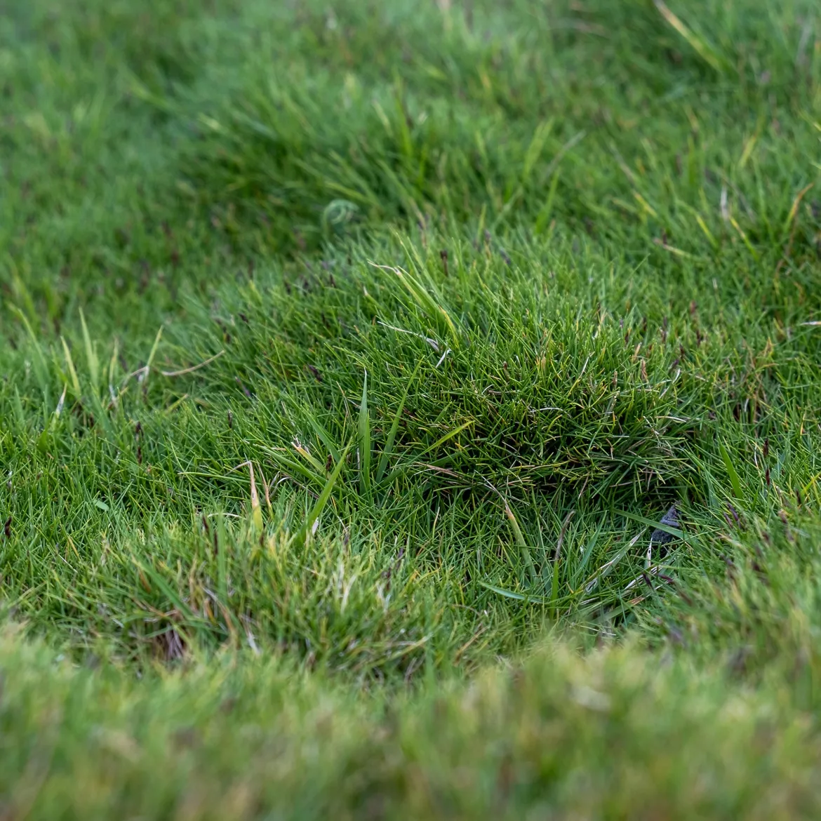 Zoysia tenuifolia - Gazon des Mascareignes - Un tapis vert sans tonte